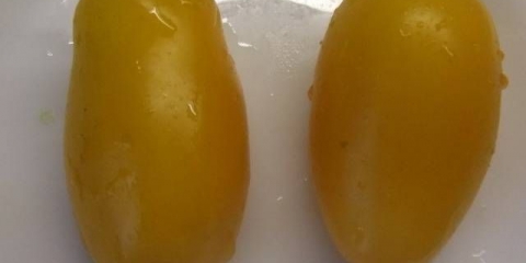 Zlatni koenigsberg paradajz: recenzije, fotografije, prinos